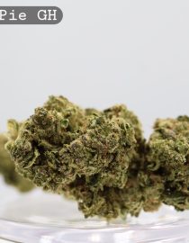 Greenhouse Lemon Pie_Cannabis Bud_Cannabis flower_The dope warehouse