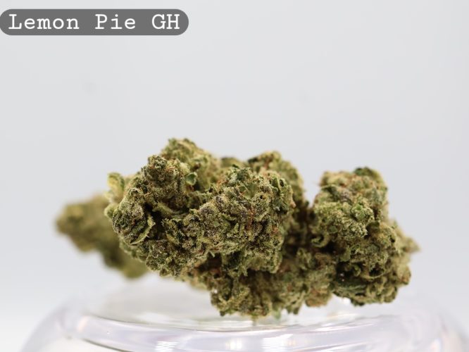 Greenhouse Lemon Pie_Cannabis Bud_Cannabis flower_The dope warehouse