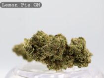 Greenhouse Lemon Pie_Cannabis Bud_Cannabis flower_The dope warehouse - The Dope Warehouse Greenhouse Lemon Pie_Cannabis Bud_Cannabis flower_The dope warehouse