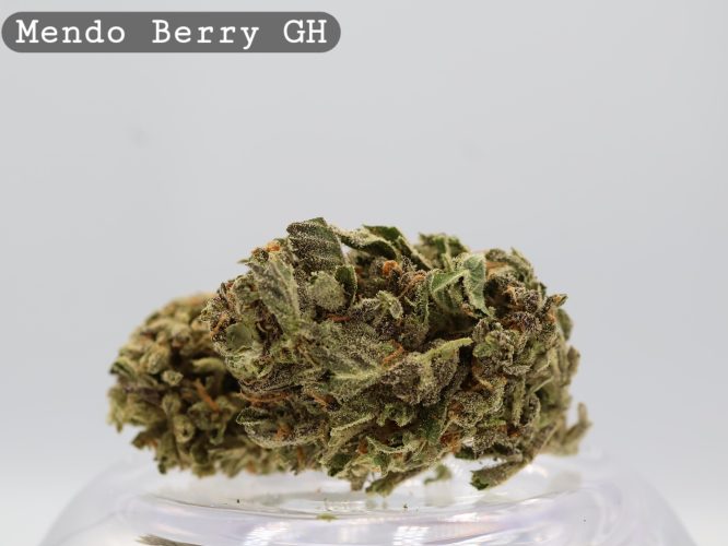 Greenhouse Mendo Berry _Cannabis Bud_weed_The dope warehouse