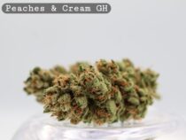 Greenhouse Peaches and Cream 2g _Cannabis Bud_weed_The dope warehouse - The Dope Warehouse Greenhouse Peaches and Cream 2g _Cannabis Bud_weed_The dope warehouse