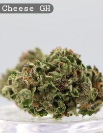 Greenhouse Super Cheese _Cannabis Bud_weed_The dope warehouse