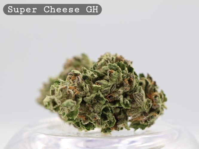 Greenhouse Super Cheese _Cannabis Bud_weed_The dope warehouse