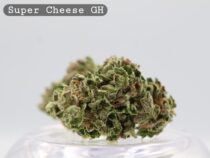Greenhouse Super Cheese _Cannabis Bud_weed_The dope warehouse - The Dope Warehouse Greenhouse Super Cheese _Cannabis Bud_weed_The dope warehouse