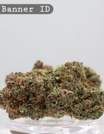 Indoor Bruce Banner_Hydro Indoor_Indoor weed_Cannabis Bud_weed_The dope warehouse