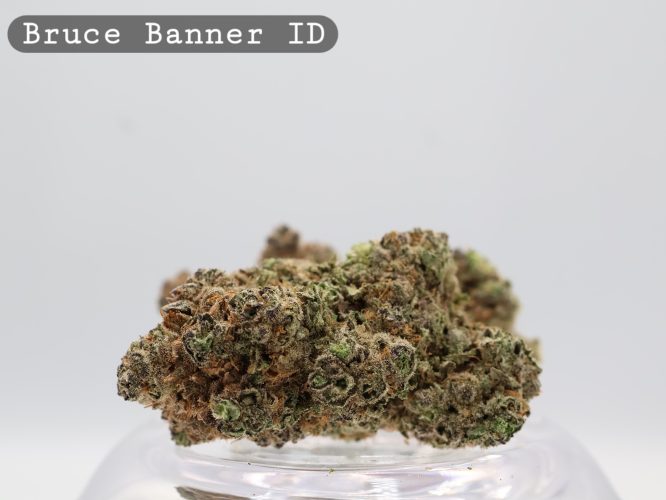 Indoor Bruce Banner_Hydro Indoor_Indoor weed_Cannabis Bud_weed_The dope warehouse