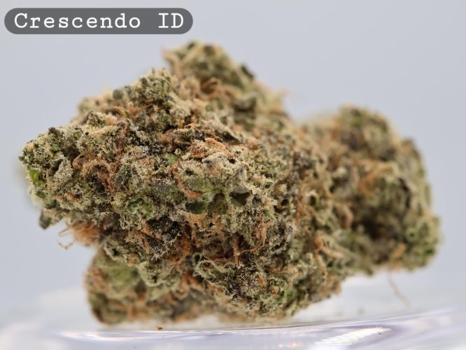 Indoor Crescendo_Cannabis Bud_Hydro Cannabis_The dope warehouse