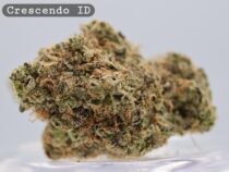 Indoor Crescendo_Cannabis Bud_Hydro Cannabis_The dope warehouse - The Dope Warehouse Indoor Crescendo_Cannabis Bud_Hydro Cannabis_The dope warehouse