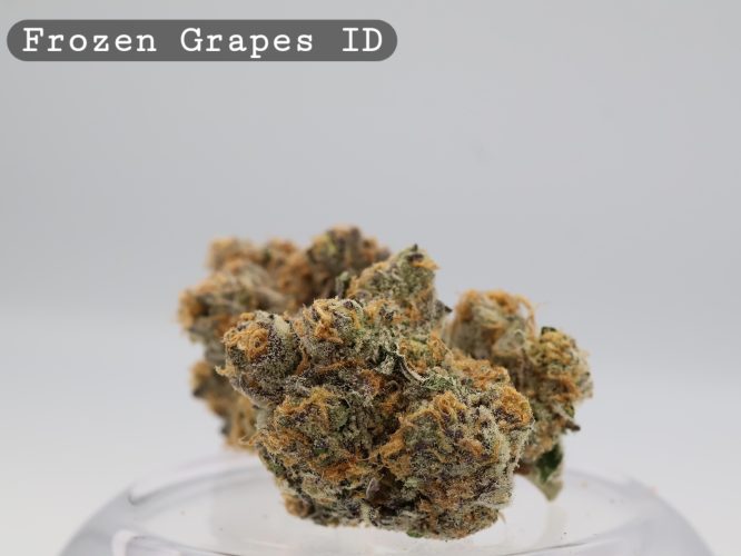 Indoor Frozen Grapes_Cannabis Bud_Hydro Cannabis_The dope warehouse