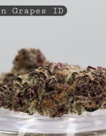 Indoor Frozen Grapes_Hydro Cannbis Flower_Cannabis Bud_Indoor Weed_The Dope Warehouse