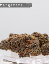 Indoor Hazy Margarita_Hydro Indoor_Indoor weed_Cannabis Bud_weed_The dope warehouse