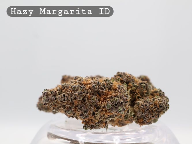 Indoor Hazy Margarita_Hydro Indoor_Indoor weed_Cannabis Bud_weed_The dope warehouse