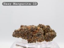 Indoor Hazy Margarita_Hydro Indoor_Indoor weed_Cannabis Bud_weed_The dope warehouse - The Dope Warehouse Indoor Hazy Margarita_Hydro Indoor_Indoor weed_Cannabis Bud_weed_The dope warehouse