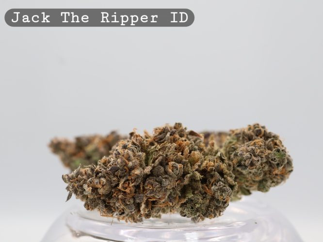 Indoor Jack the Ripper_Hydro Indoor_Indoor weed_ _Cannabis Bud_weed_The dope warehouse