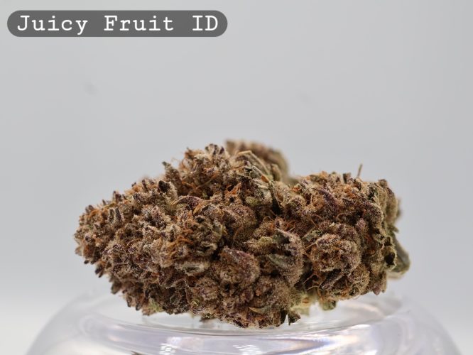 Indoor Juicy Fruit_Cannabis Bud_Hydro Cannabis_The dope warehouse