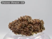 Indoor Juicy Fruit_Cannabis Bud_Hydro Cannabis_The dope warehouse - The Dope Warehouse Indoor Juicy Fruit_Cannabis Bud_Hydro Cannabis_The dope warehouse