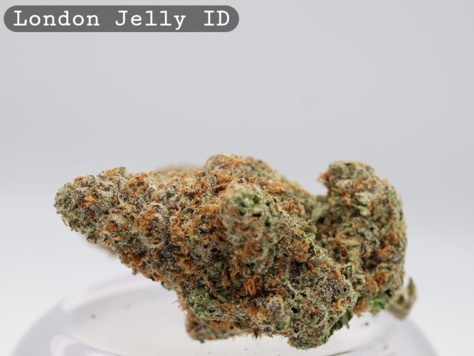 Indoor London Jelly_Cannabis Bud_Hydro Cannabis_The dope warehouse