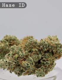 Indoor Melon Haze_Cannabis Bud_Hydro Cannabis_The dope warehouse