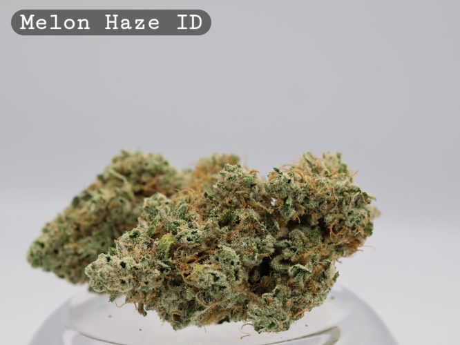 Indoor Melon Haze_Cannabis Bud_Hydro Cannabis_The dope warehouse