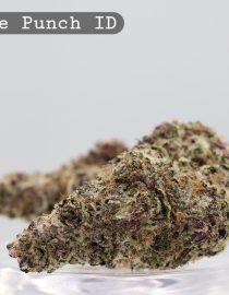 Indoor Purple Punch_Cannabis Bud_Hydro Cannabis_The dope warehouse