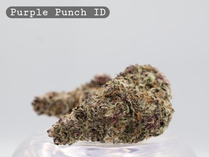 Indoor Purple Punch_Cannabis Bud_Hydro Cannabis_The dope warehouse