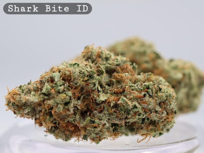 Indoor Shark Bite_Cannabis Bud_Hydro Cannabis_The dope warehouse