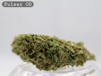 Outdoor Pulsar per 2g _Cannabis Bud_weed_The dope warehouse - The Dope Warehouse Outdoor Pulsar per 2g _Cannabis Bud_weed_The dope warehouse