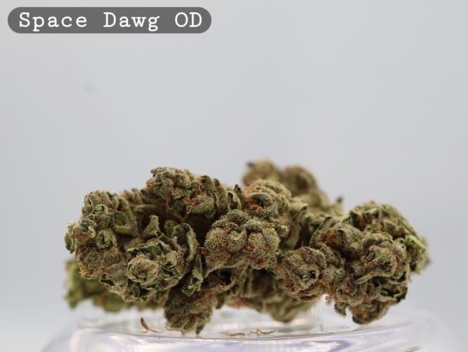 Outdoor Space Dawg _Cannabis Bud_weed_The dope warehouse