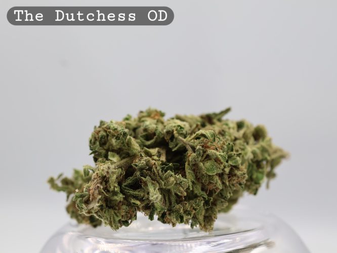 Outdoor The Dutchess _Cannabis Bud_weed_The dope warehouse