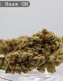 Sunset Haze_Cannabis Bud_Cannabis flower_The dope warehouse