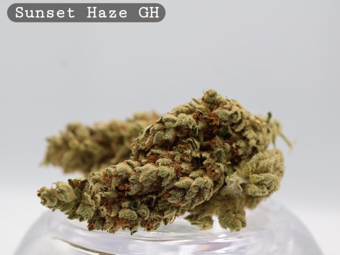 Sunset Haze_Cannabis Bud_Cannabis flower_The dope warehouse