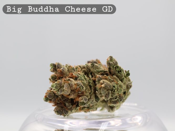 Greendoor Big Buddha Cheese_Cannabis Bud_Buy Weed_Greendoor_The dope warehouse