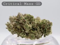 Greendoor Critical Mass_Greendoor AAA_Cannabis Flower_The Dope Warehouse - The Dope Warehouse Greendoor Critical Mass_Greendoor AAA_Cannabis Flower_The Dope Warehouse