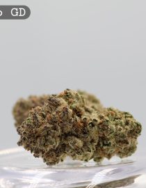 Greendoor Gelato_Greendoor Bud_Buy Weed Online_Cannabis Flower_AAA Premium Bud_The Dope Warehouse