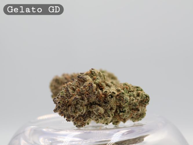 Greendoor Gelato_Greendoor Bud_Buy Weed Online_Cannabis Flower_AAA Premium Bud_The Dope Warehouse