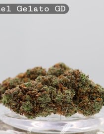 Greendoor Jet Fuel Gelato_Cannabis Flower_Weed_The dope warehouse