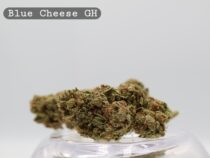 Greenhouse Blue Cheese 2g_Greenhouse Cannabis Flower_Greenhouse Bud_The Dope Warehouse - The Dope Warehouse Greenhouse Blue Cheese 2g_Greenhouse Cannabis Flower_Greenhouse Bud_The Dope Warehouse