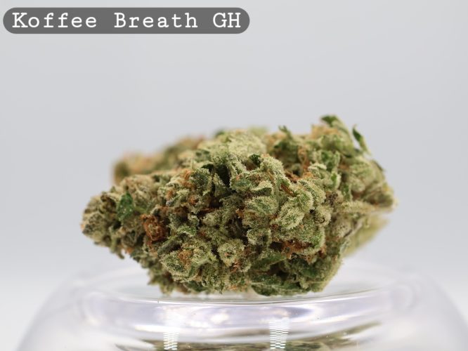 Greenhouse Koffee Breath_Cannabis Bud_Greeenhouse Cannabis Flower_The dope warehouse