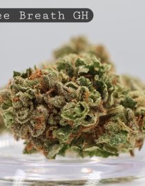 Greenhouse-Koffee-Breath_Cannabis-Flower_The-Dope-Warehouse