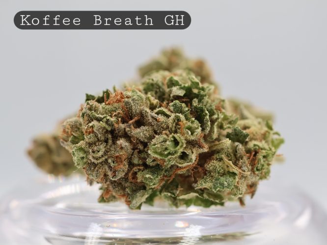 Greenhouse-Koffee-Breath_Cannabis-Flower_The-Dope-Warehouse