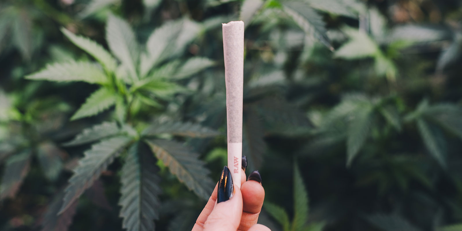 How to Roll the Perfect Joint, Blunt, or Spliff!