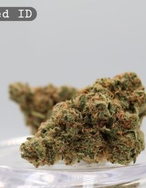 Indoor Big Red_Indoor hydro Bud_Buy Weed Online_Cannabis Flower_Hydro Premium Bud_The Dope Warehouse