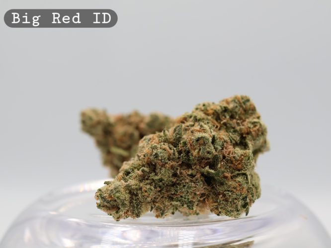 Indoor Big Red_Indoor hydro Bud_Buy Weed Online_Cannabis Flower_Hydro Premium Bud_The Dope Warehouse