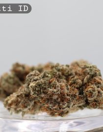 Indoor Biscotti_Cannabis Bud_Hydro Cannabis_The dope warehouse