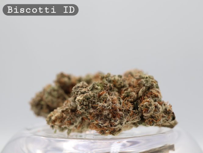 Indoor Biscotti_Cannabis Bud_Hydro Cannabis_The dope warehouse