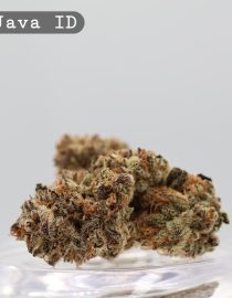 Indoor Blue Java_Cannabis Bud_Hydro Cannabis_The dope warehouse