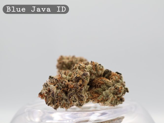 Indoor Blue Java_Cannabis Bud_Hydro Cannabis_The dope warehouse