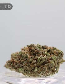 Indoor Frosty_Cannabis Bud_Hydro Cannabis_The dope warehouse