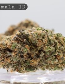 Indoor Guatemala_Cannabis Flower_Premium Indoor Weed_Indoor Cannabis Bud_The Dope Warehouse