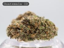 Indoor Guatemala_Cannabis Flower_Premium Indoor Weed_Indoor Cannabis Bud_The Dope Warehouse